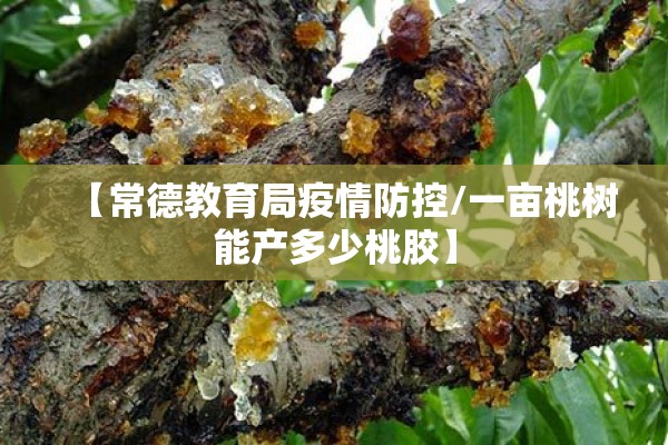 【常德教育局疫情防控/一亩桃树能产多少桃胶】