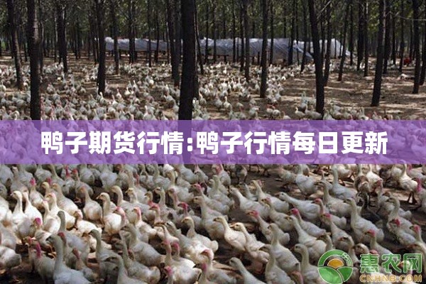 鸭子期货行情:鸭子行情每日更新