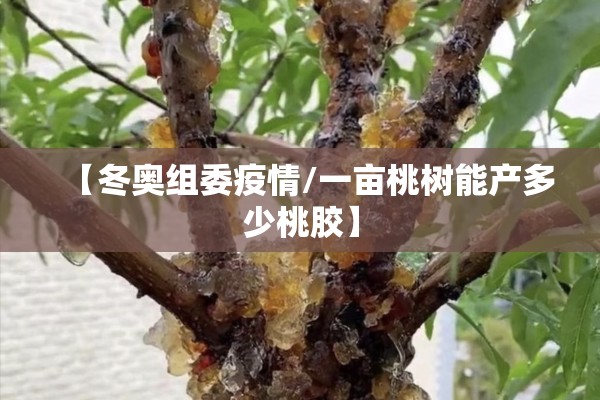 【冬奥组委疫情/一亩桃树能产多少桃胶】 【冬奥组委疫情/一亩桃树能产多少桃胶】